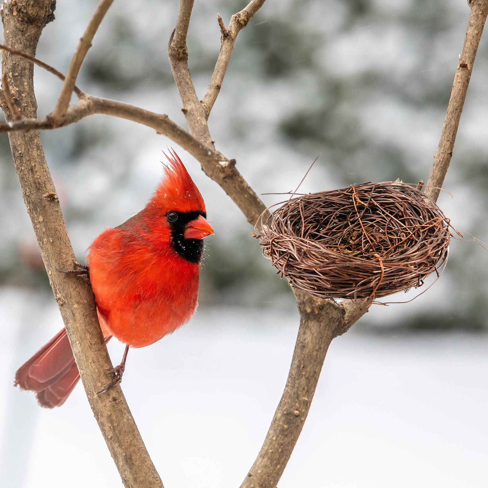 Gardening Tools Photo - REST Handmade Vine Bird Nest Home
